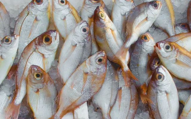 Brexit & the UK seafood industry – teething problems or an expensive red herring?