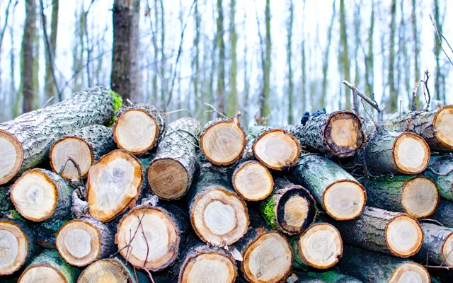 Do escalating timber prices foretell an M&A boom in the sector?